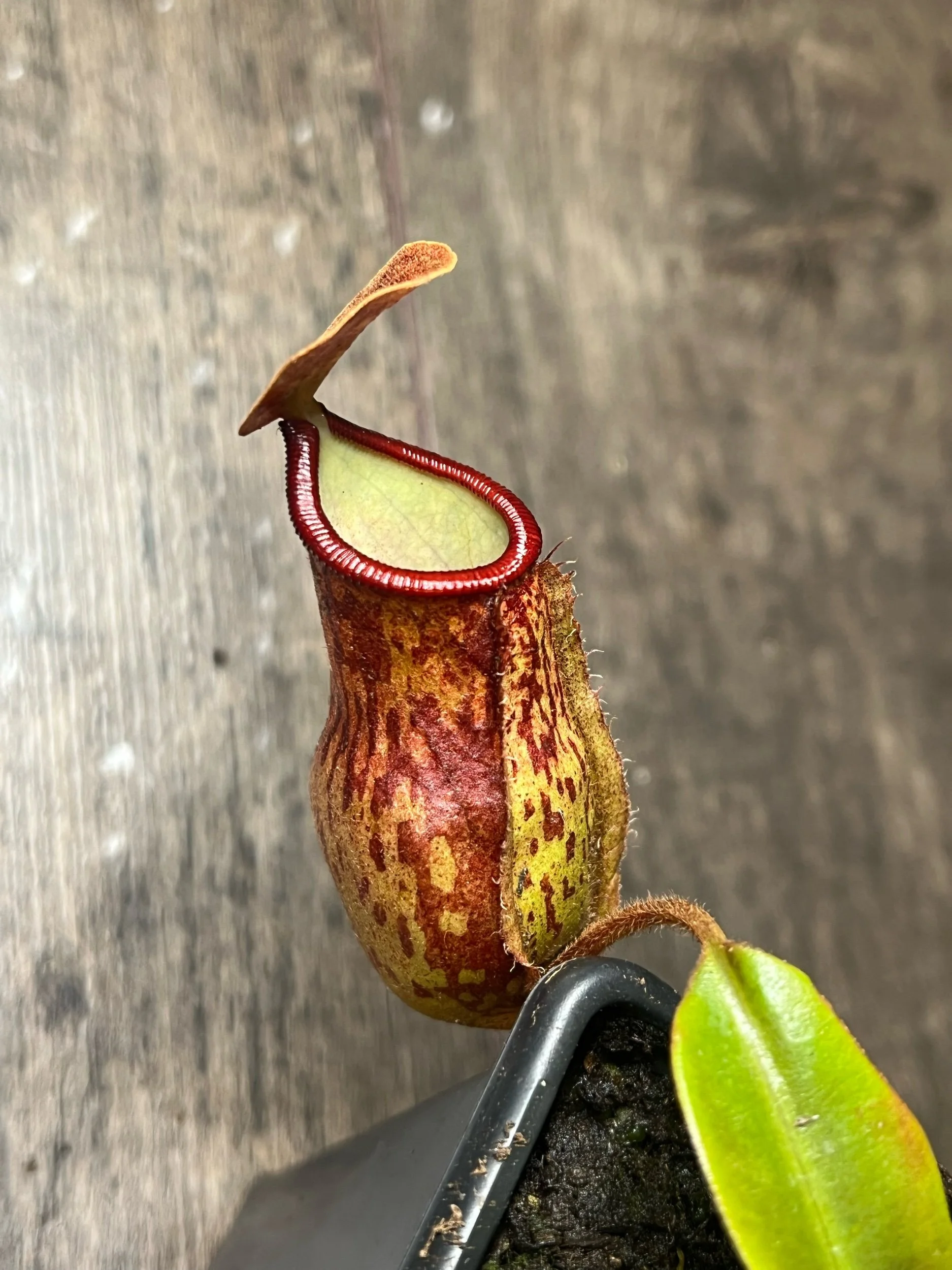 Nepenthes - Gaya