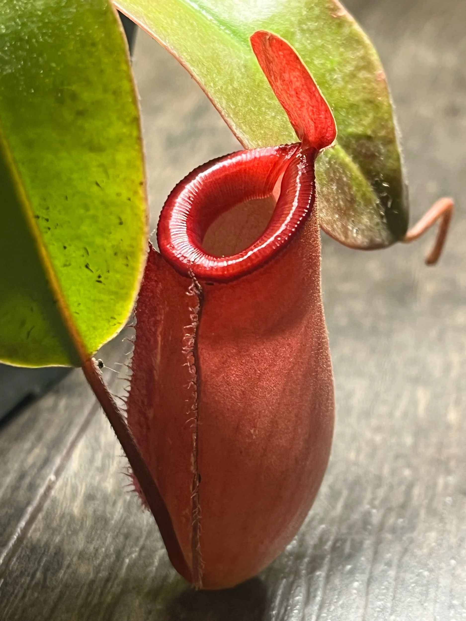 Nepenthes - Bloody Mary