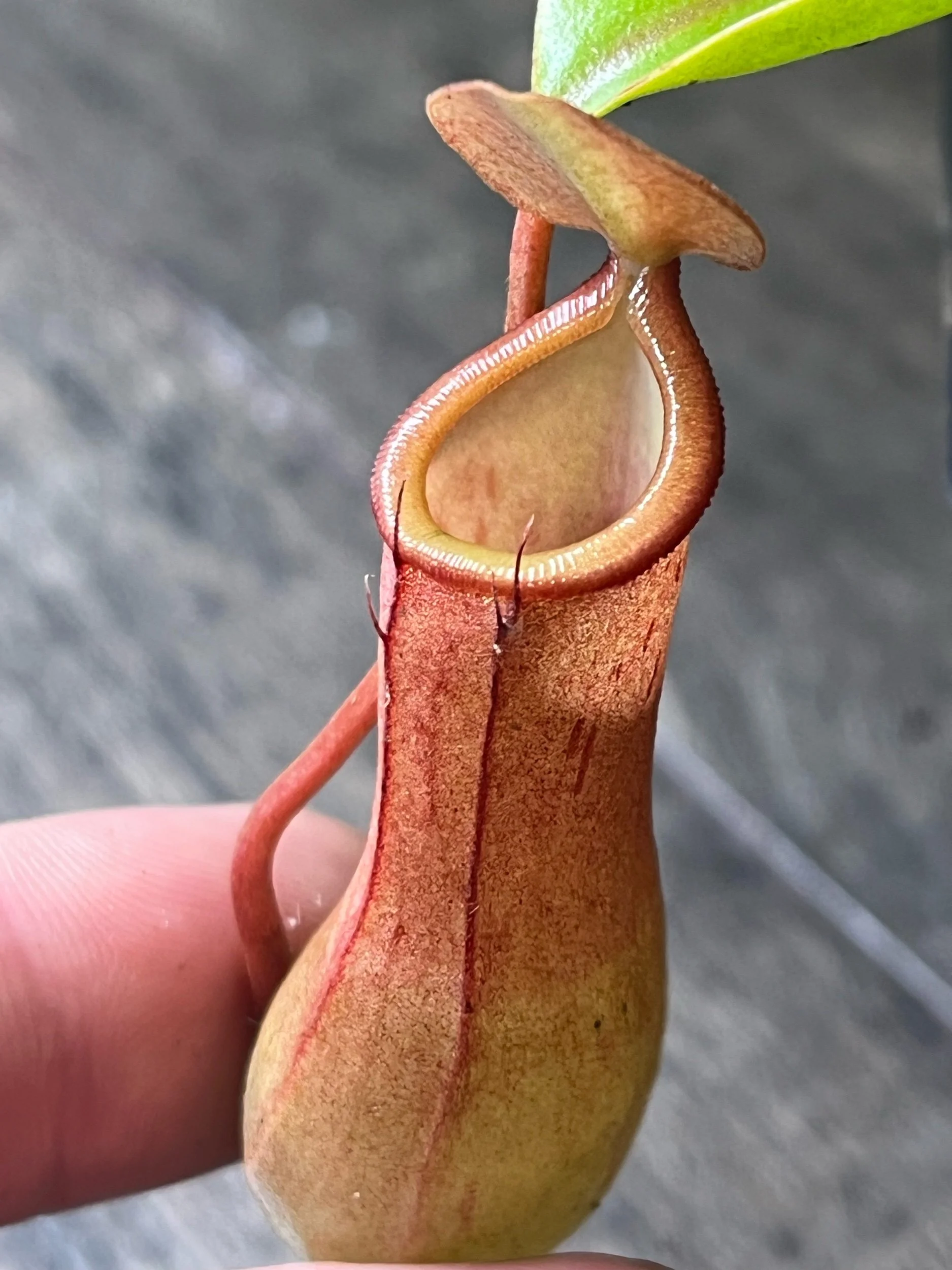 Nepenthes - Alata x Ventrata