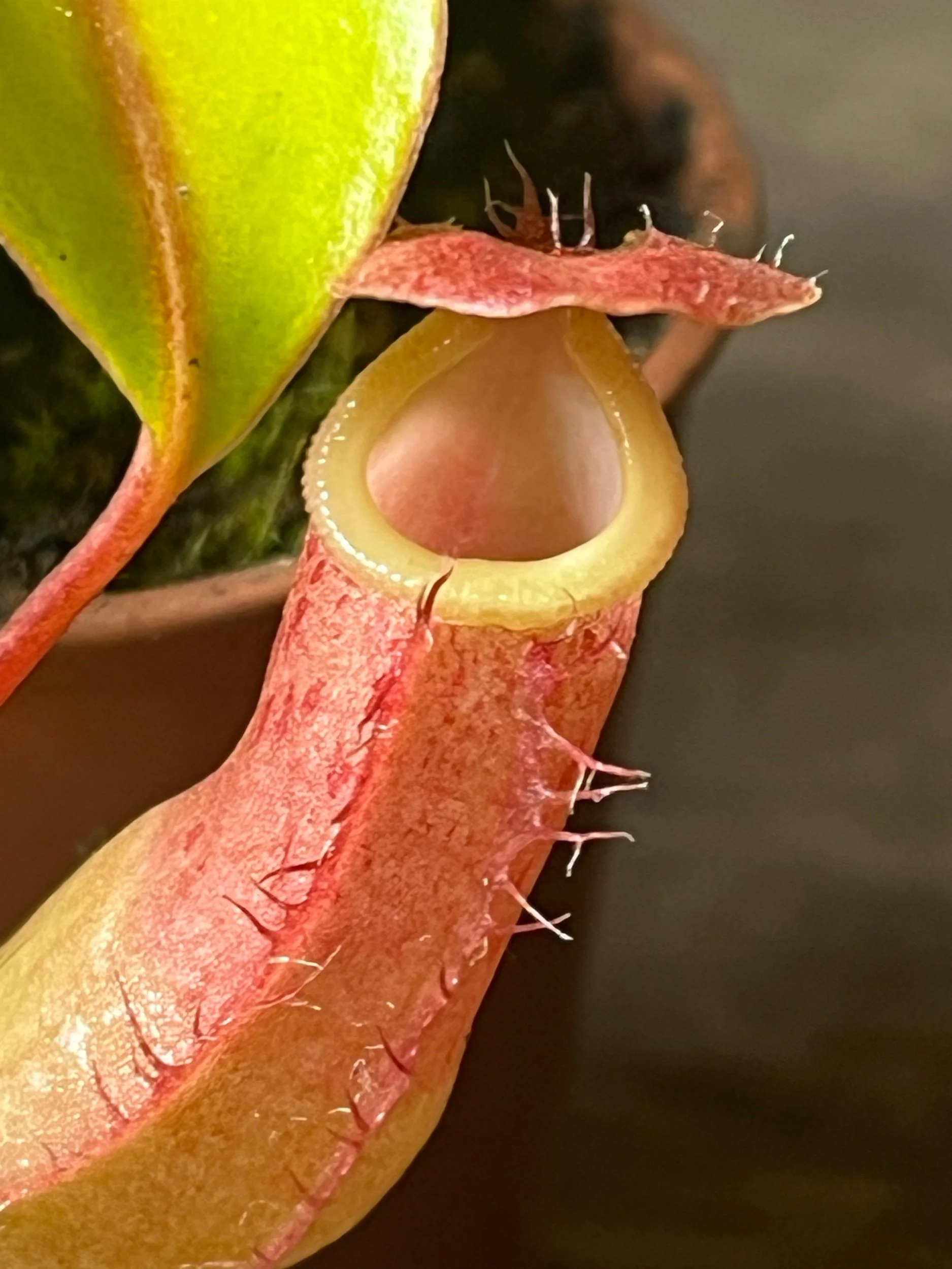 Nepenthes - Alata X Ventrata (small)