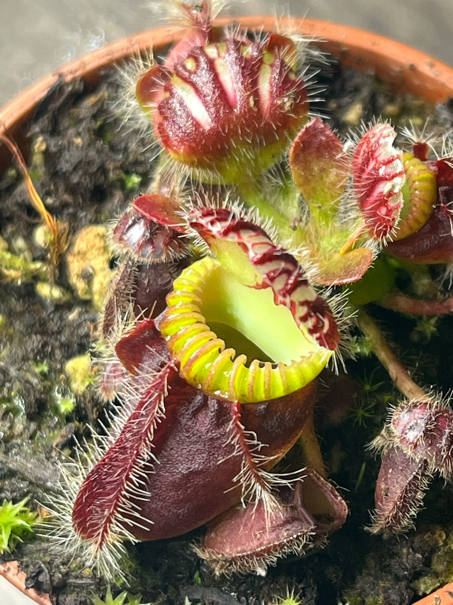Cephalotus Follicularis