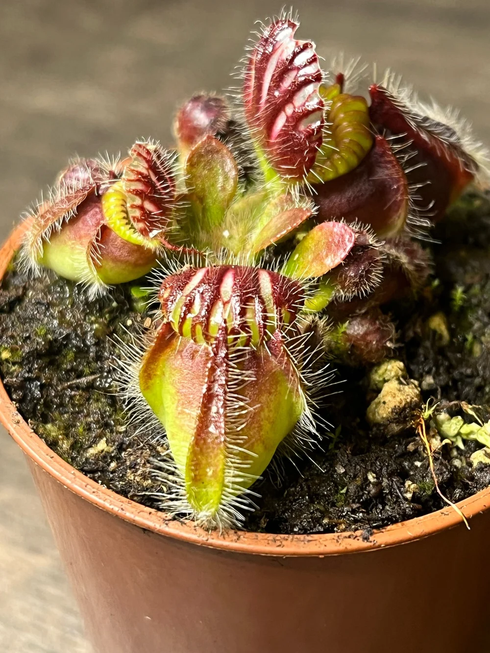 Cephalotus Follicularis — Rookie's Plants