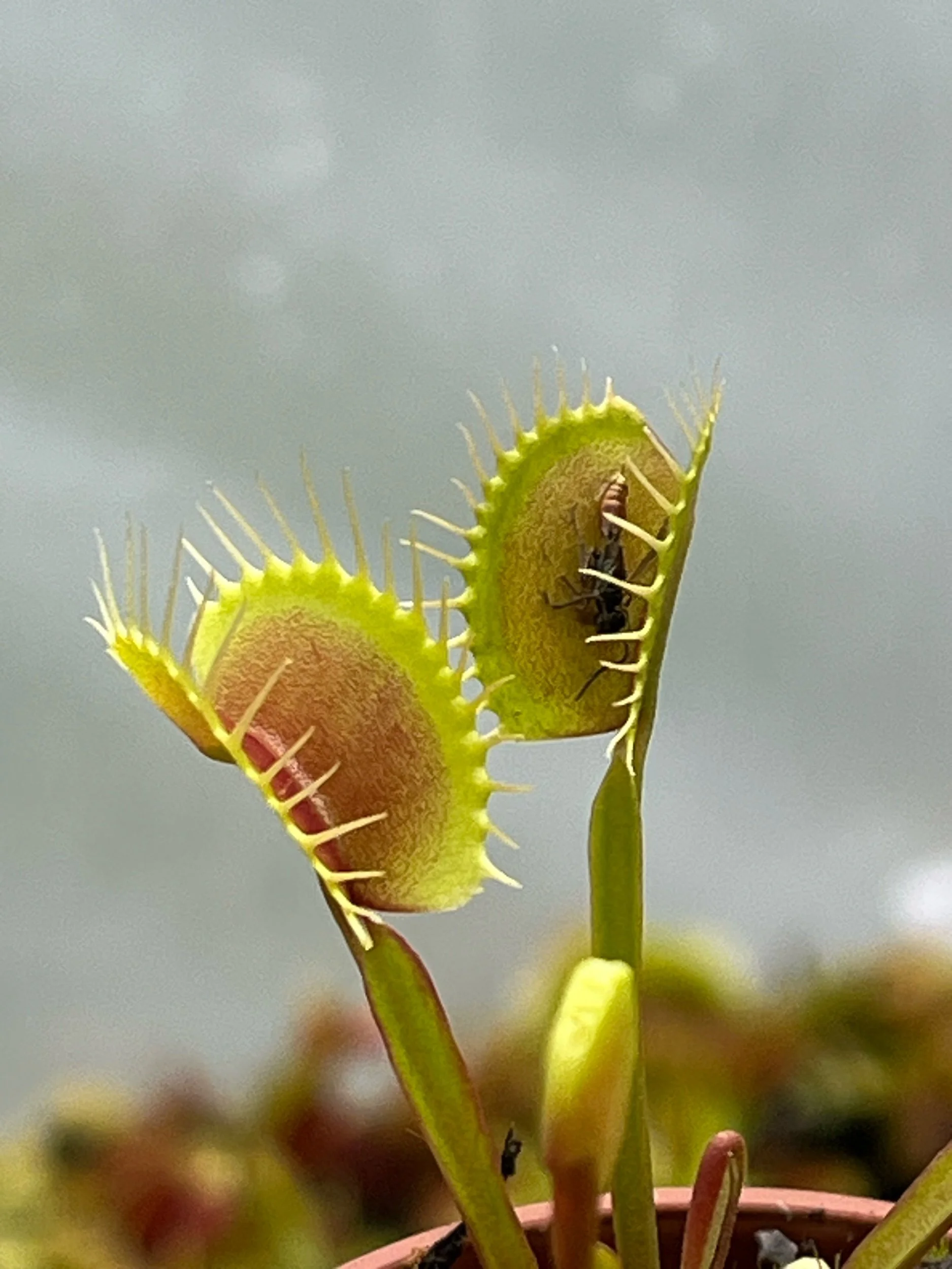 Venus Flytrap - 'Darwin'