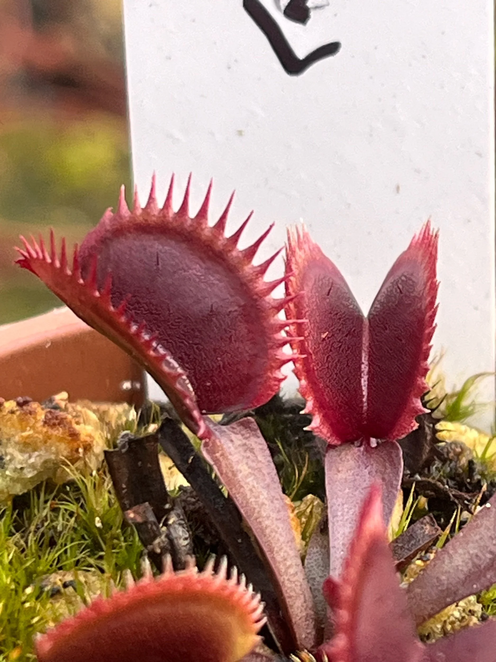 Venus Flytrap 'Amteborous'