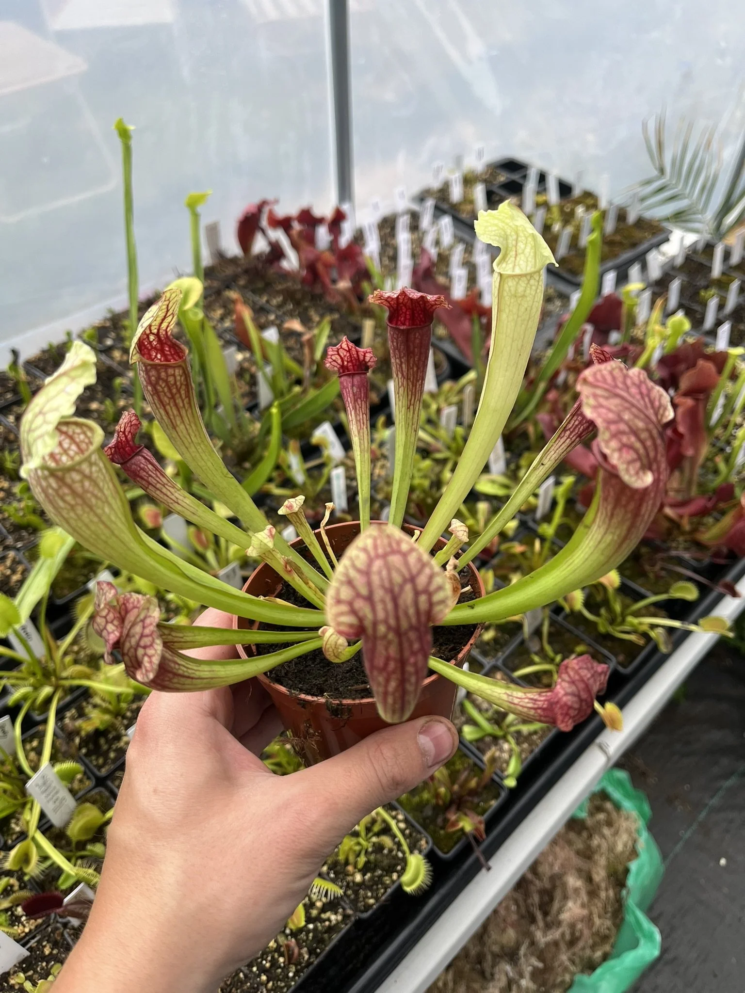 Sarracenia - Fiona