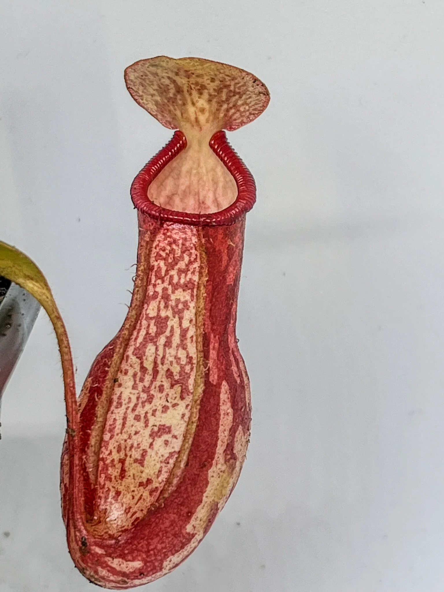Nepenthes - Gaya