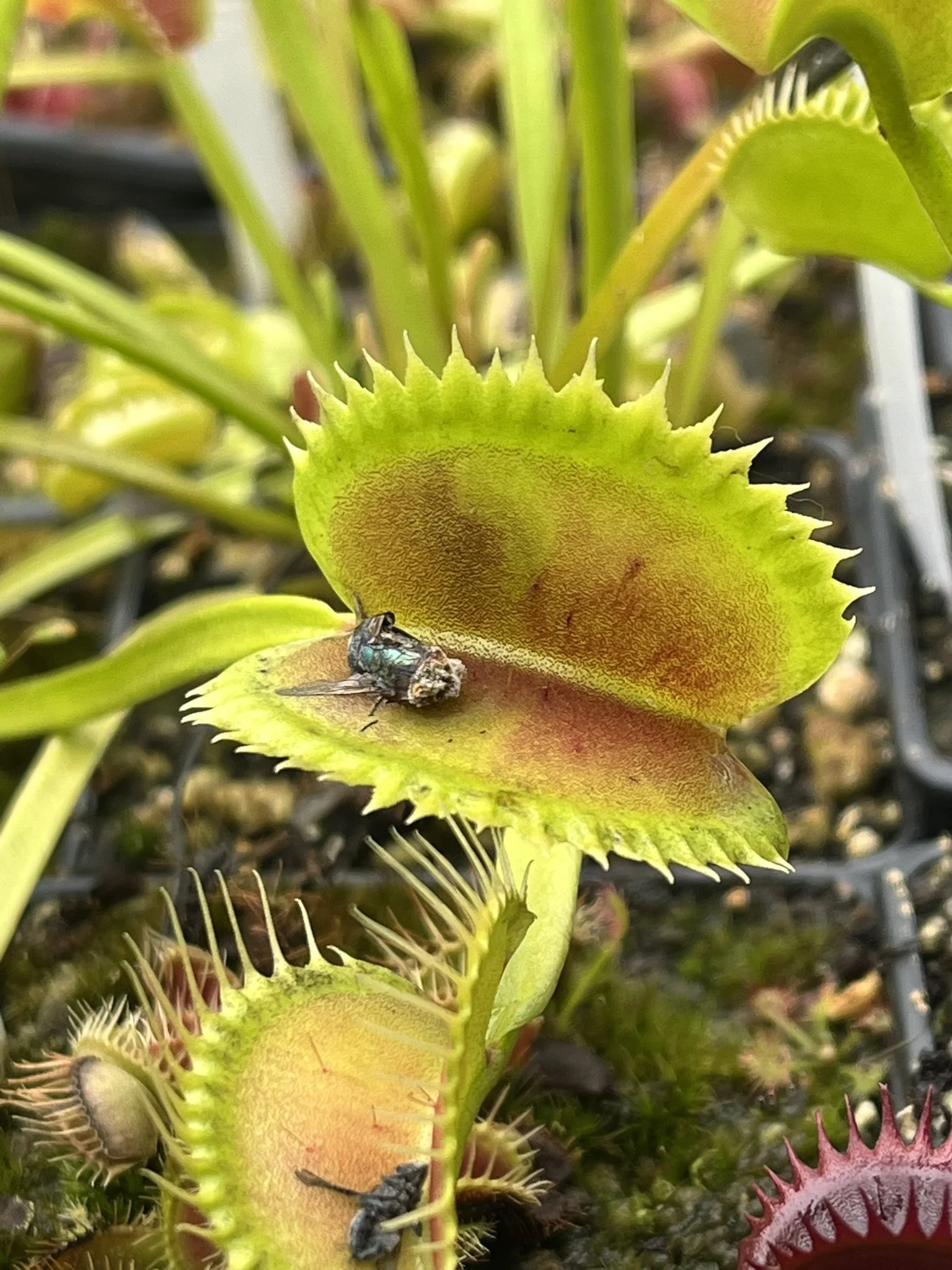 Close-up of a carnivorous Venus flytrap plant with its trap open, showing spikes along the edges and a small insect caught inside.