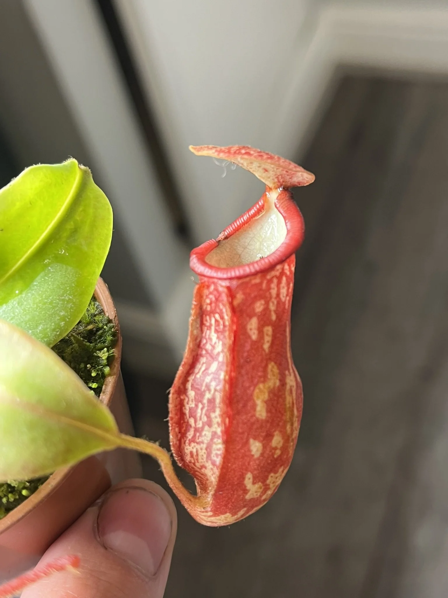 Close-up of a pitcher plant with a red and yellow coloration and a curved, tubular structure, held by a person's fingers.