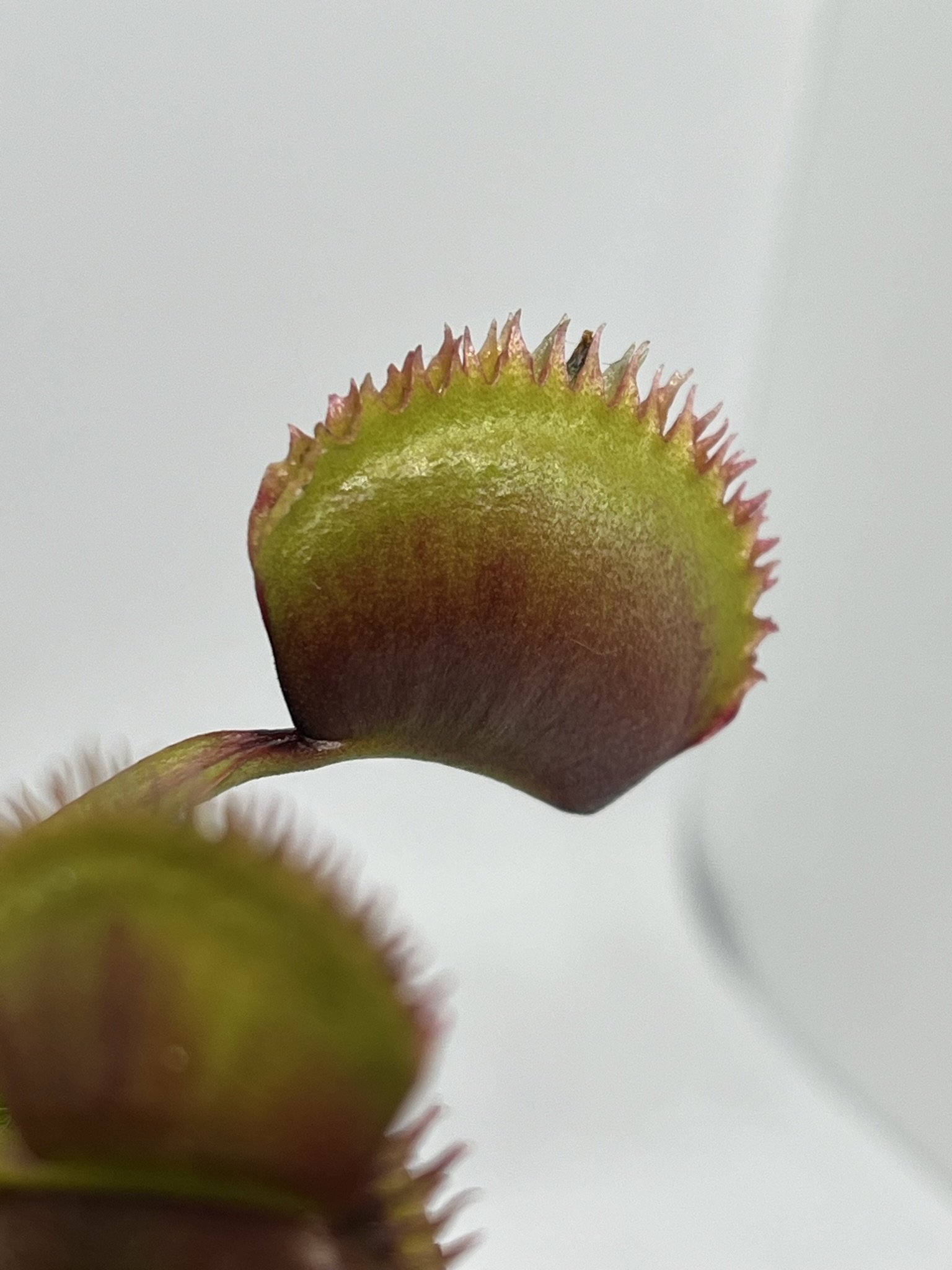 Venus Variety Box - 6 Named Venus Flytraps