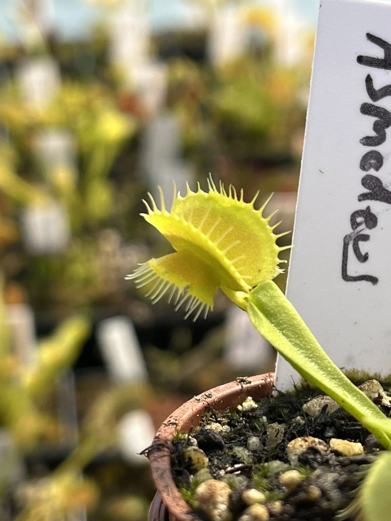 Venus Flytrap - 'Asmodeus'