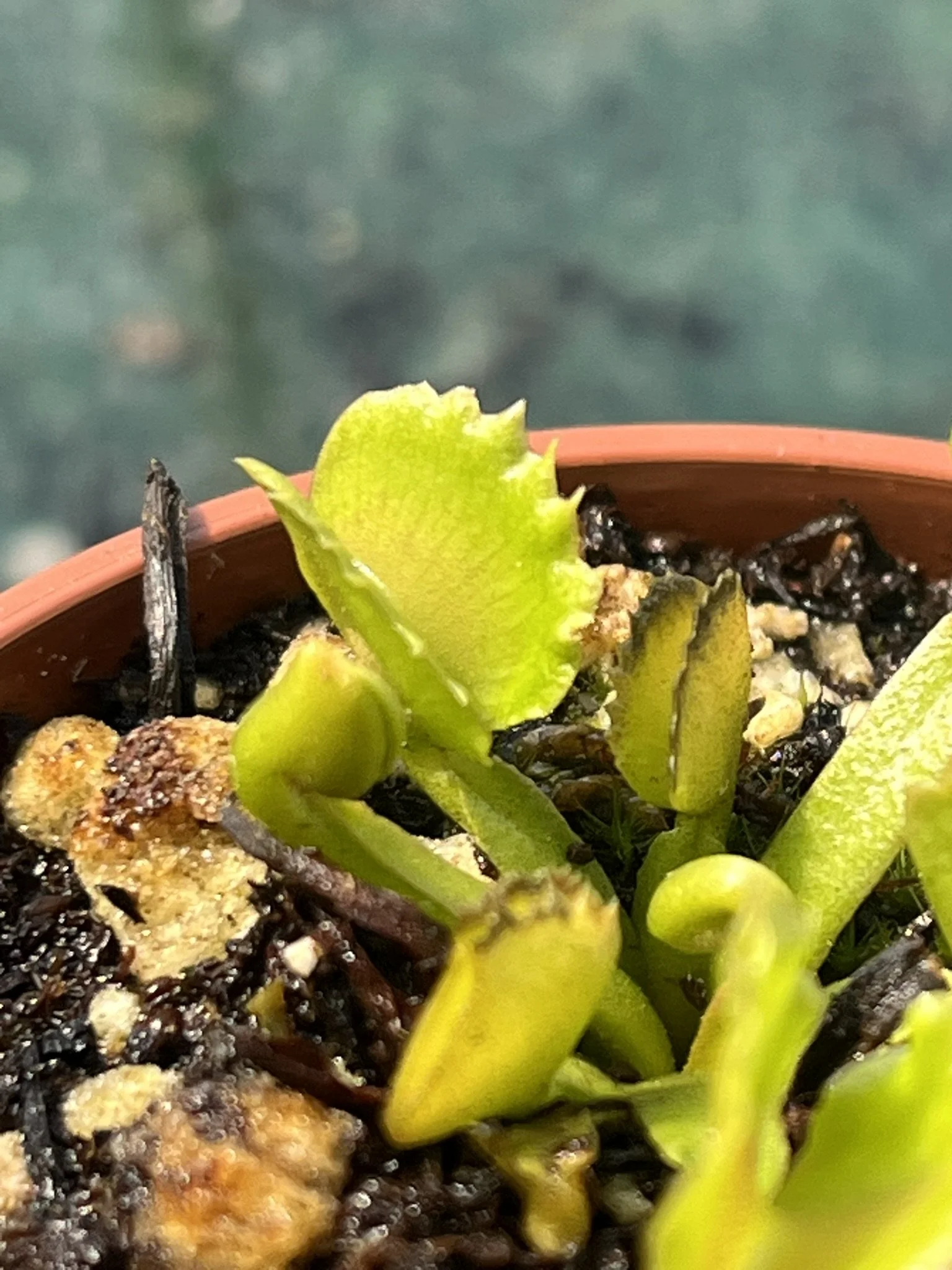 Venus Flytrap 'Payara'