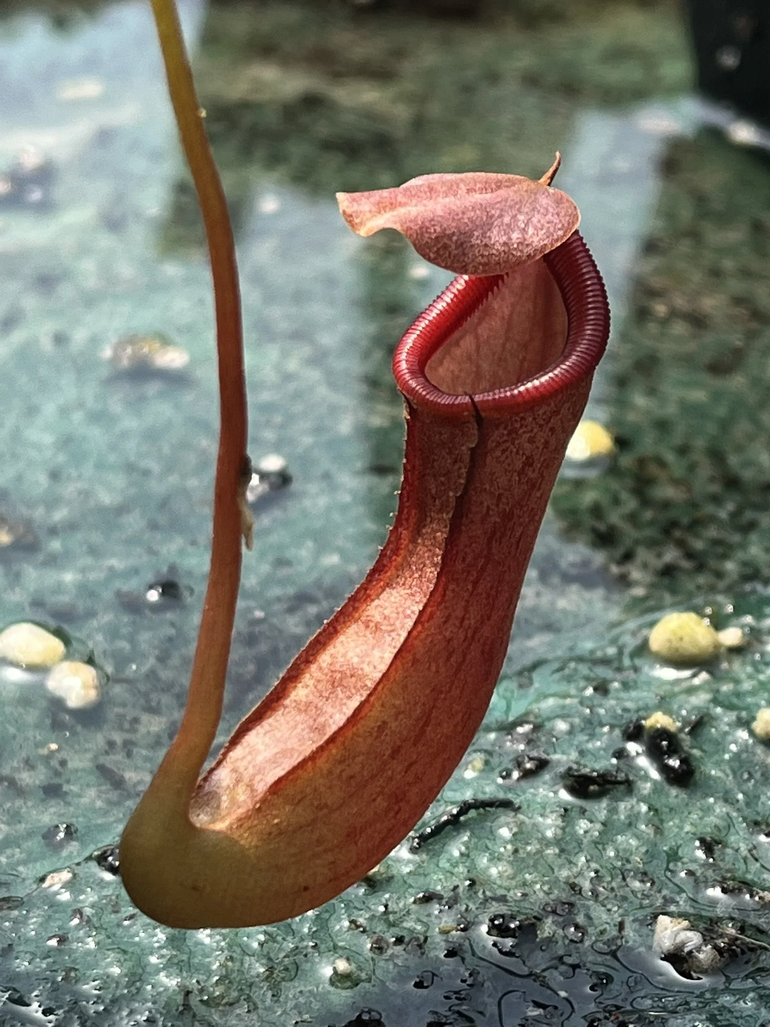 Nepenthes - Bill Bailey
