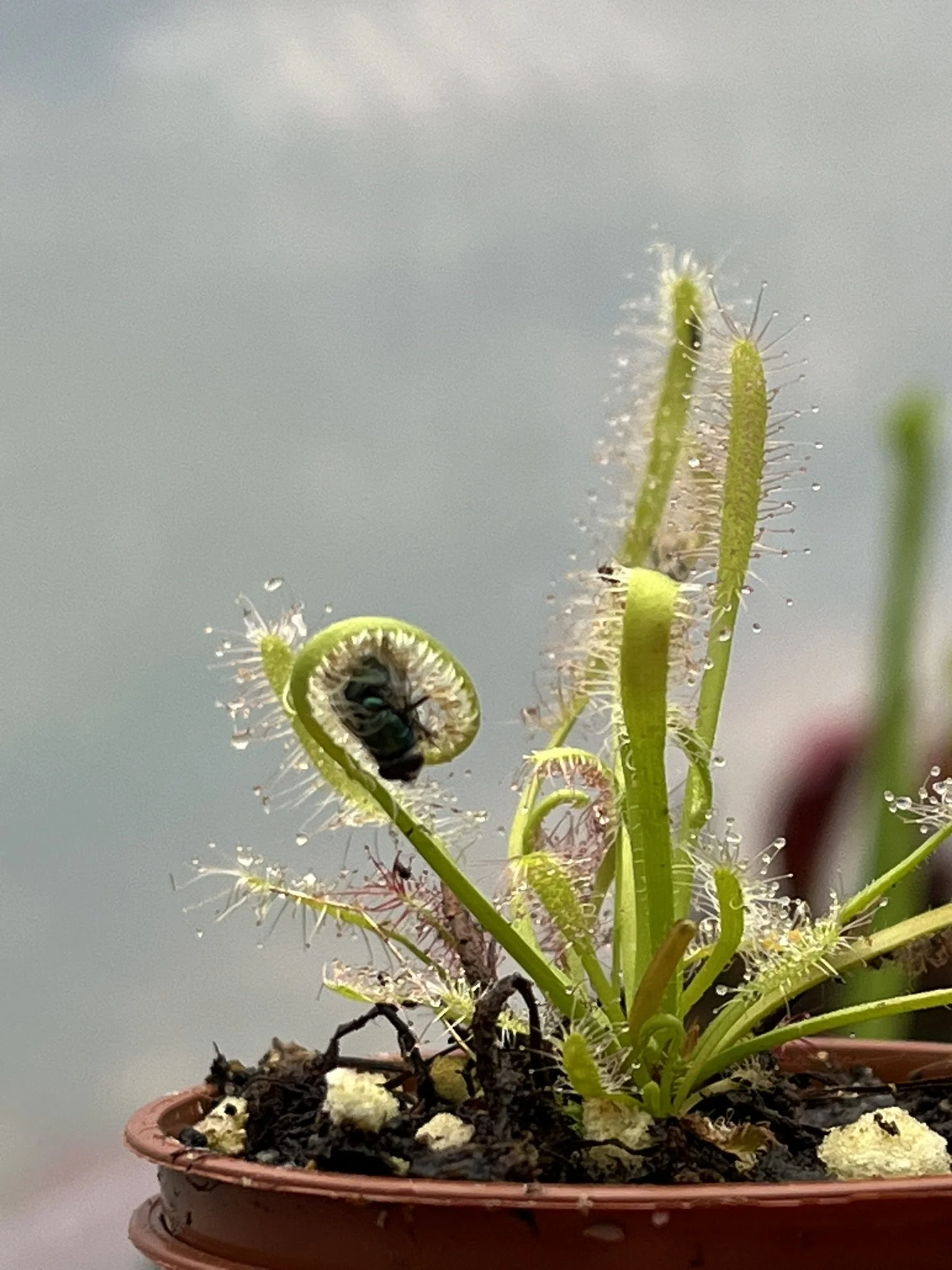 Drosera Capensis - All Green