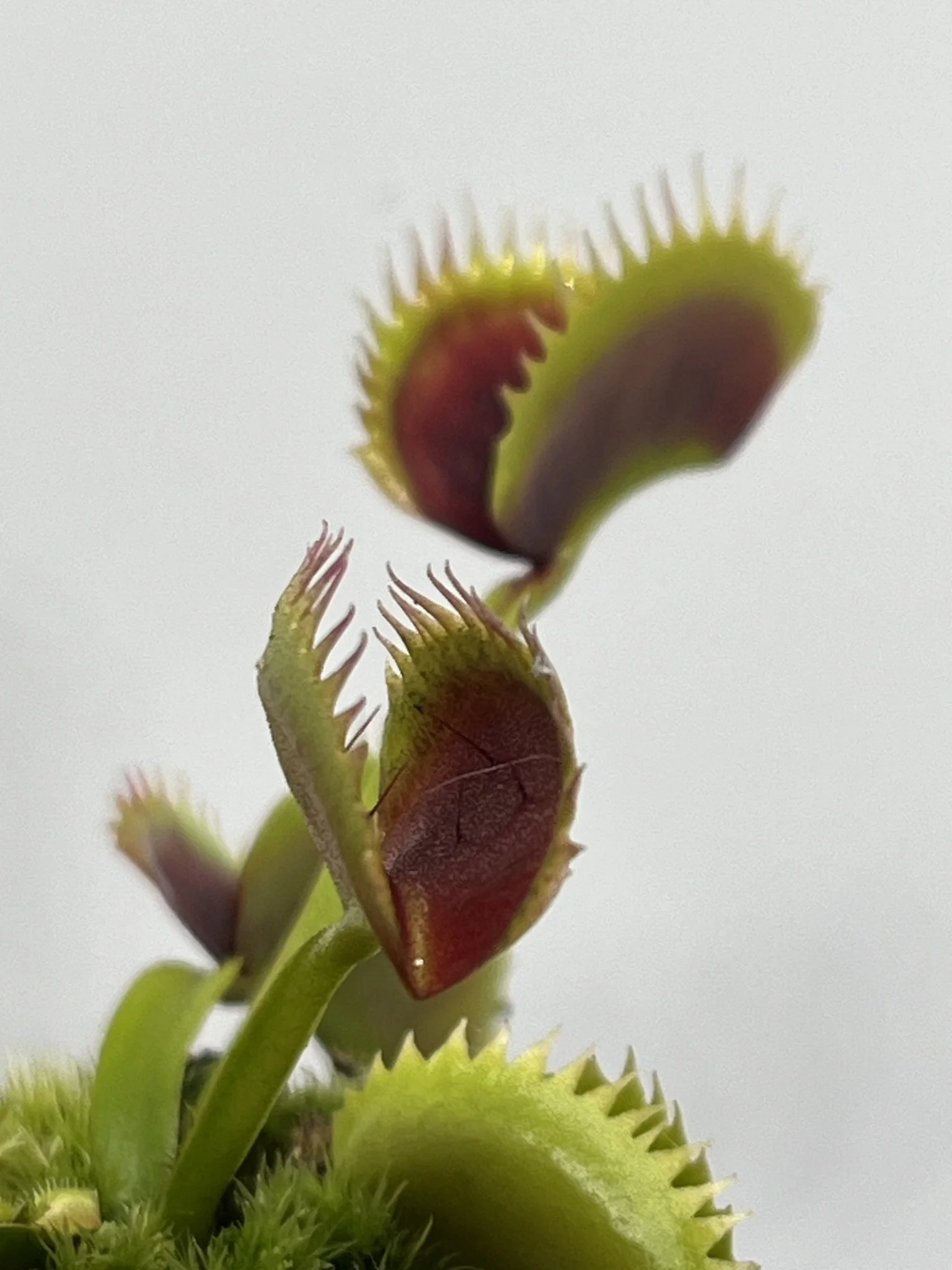 Venus Variety Box - 3 Named Venus Flytraps