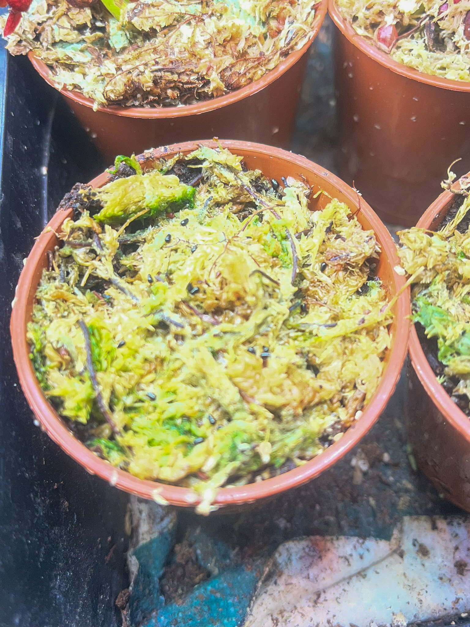 Close-up of small terracotta pots filled with chopped, wilted greens, some with black sesame seeds on top.