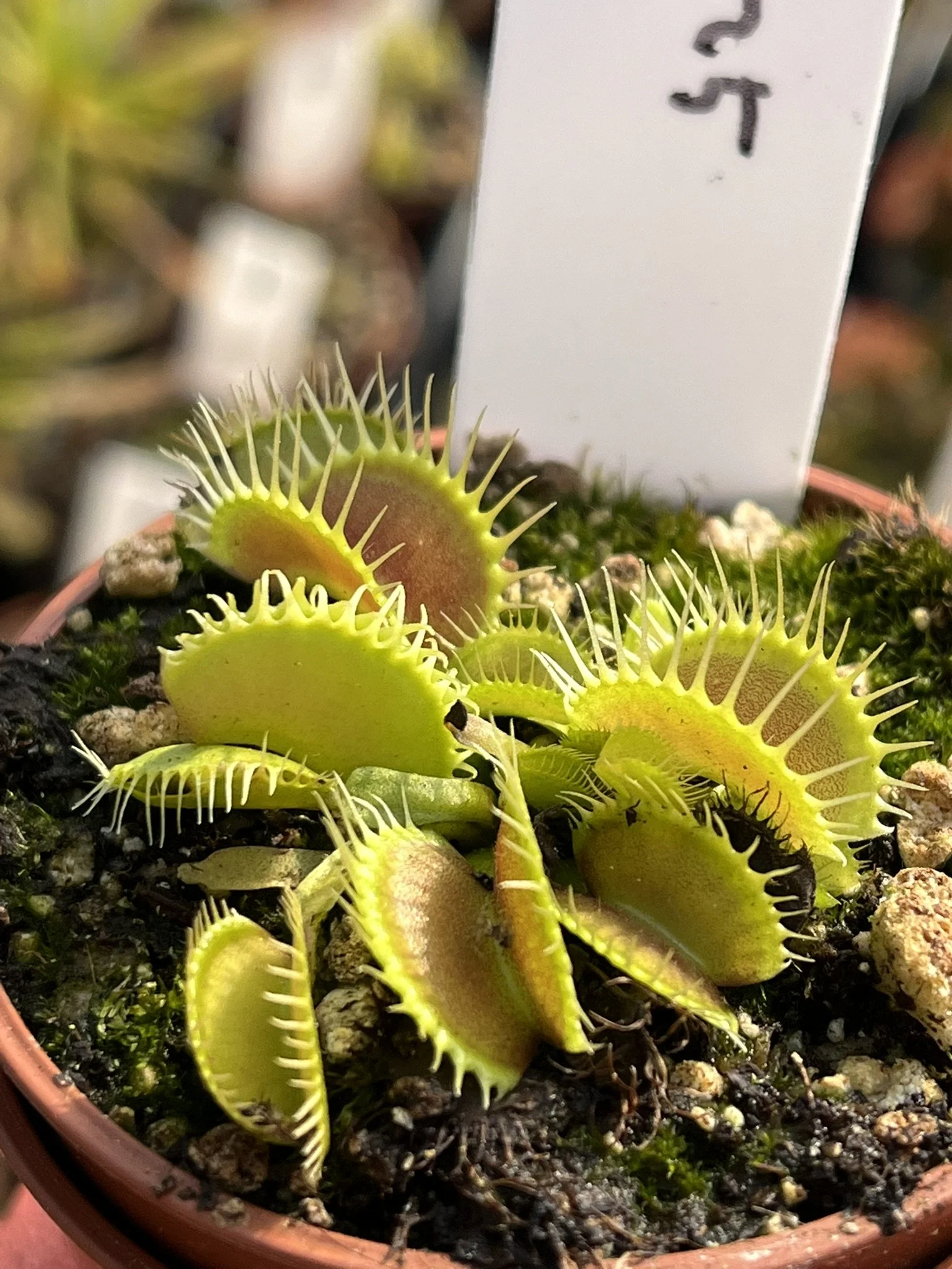 Venus Flytrap 'Antonov 225'