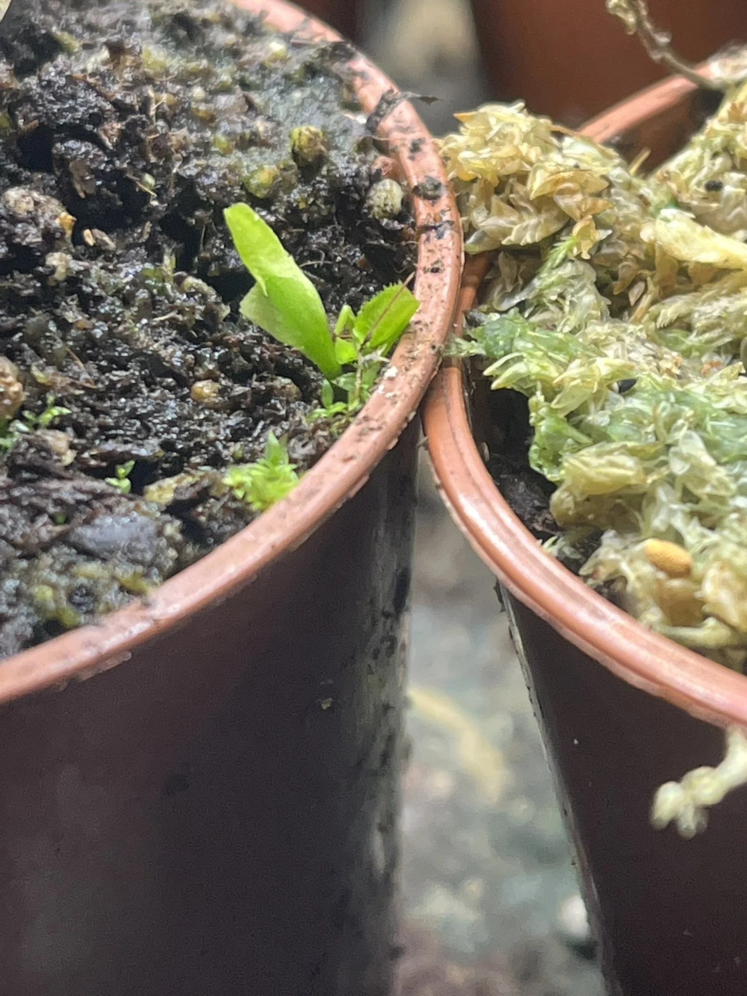 Close-up of two small flower pots, one containing soil and a tiny green seedling sprouting, and the other with yellowed, dried plant remnants.