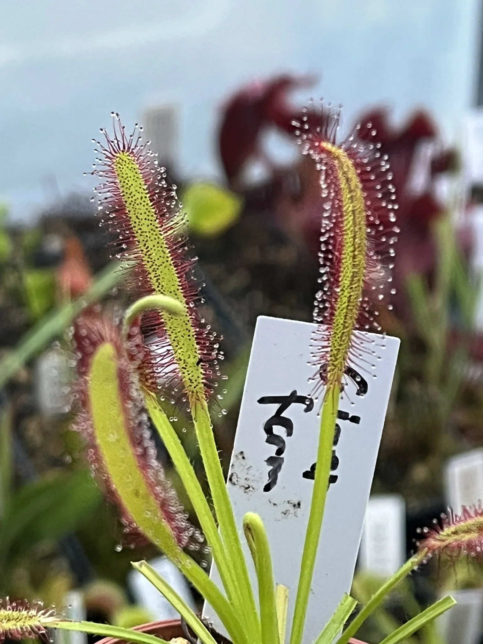 Close-up of Venus flytrap plants with their distinctive trap leaves, some with gummy droplets, in a greenhouse setting.