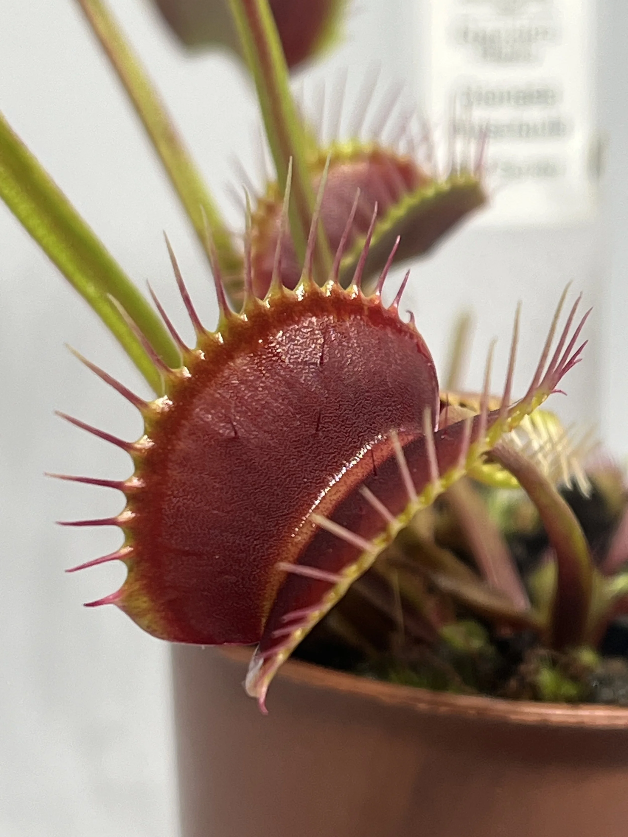 Venus Flytrap - Red Spider