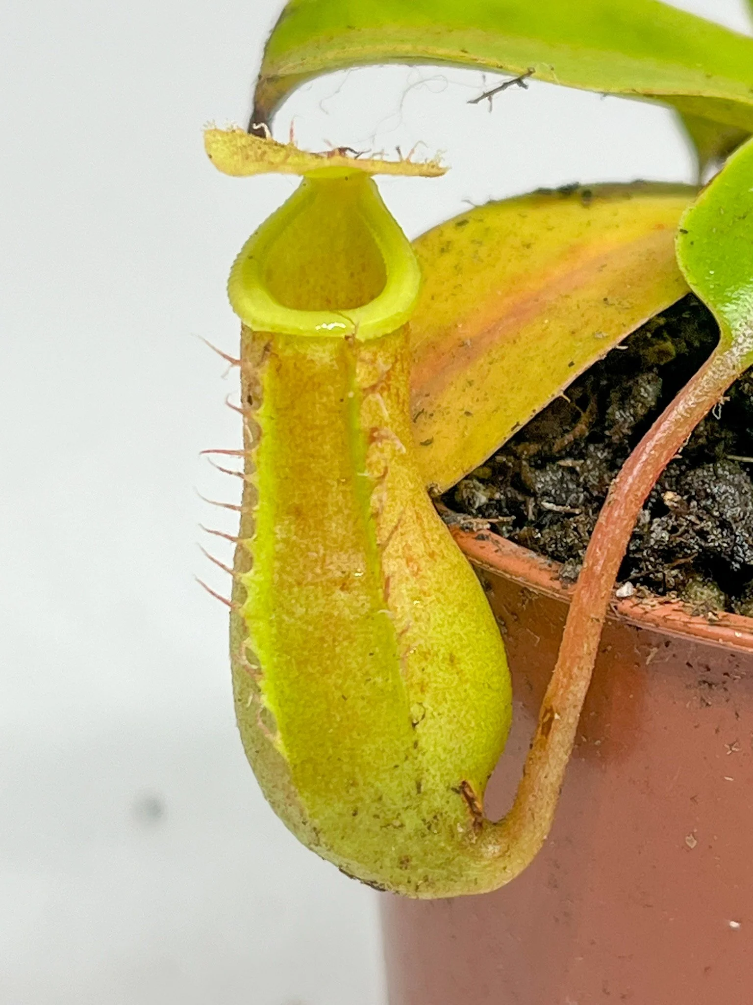 Nepenthes - Alata X Ventrata