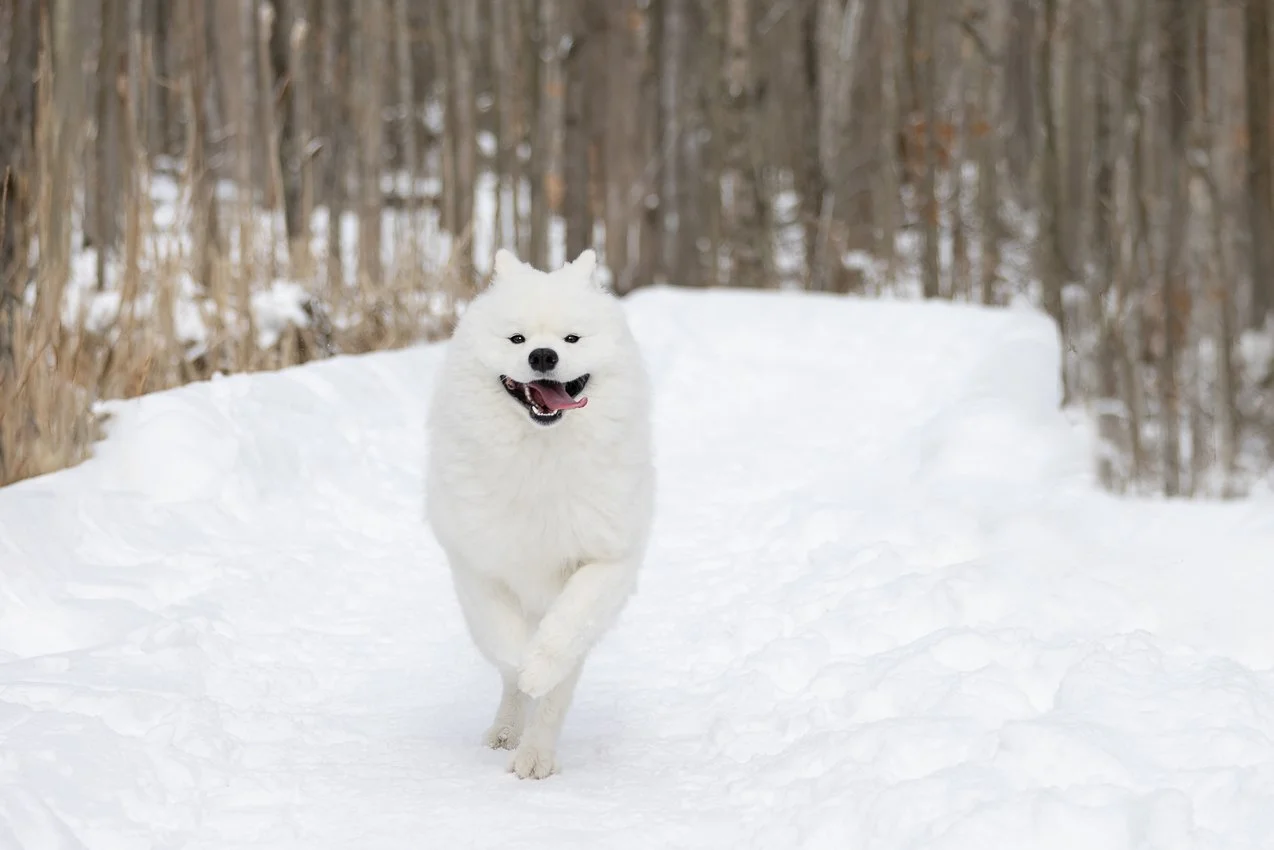 381A0036 copy381A0036_Rafael_edit_snow_fridayH_Web_sam_majedi_web.jpg