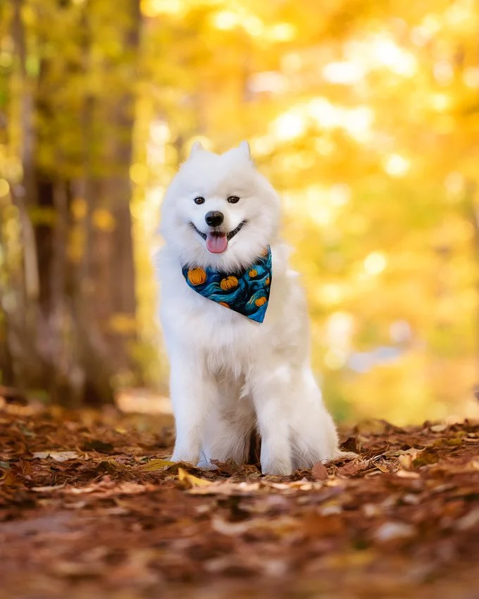 381A9982_rafael_fall_park2024 8x10_Web_sam_majedi_web.jpg