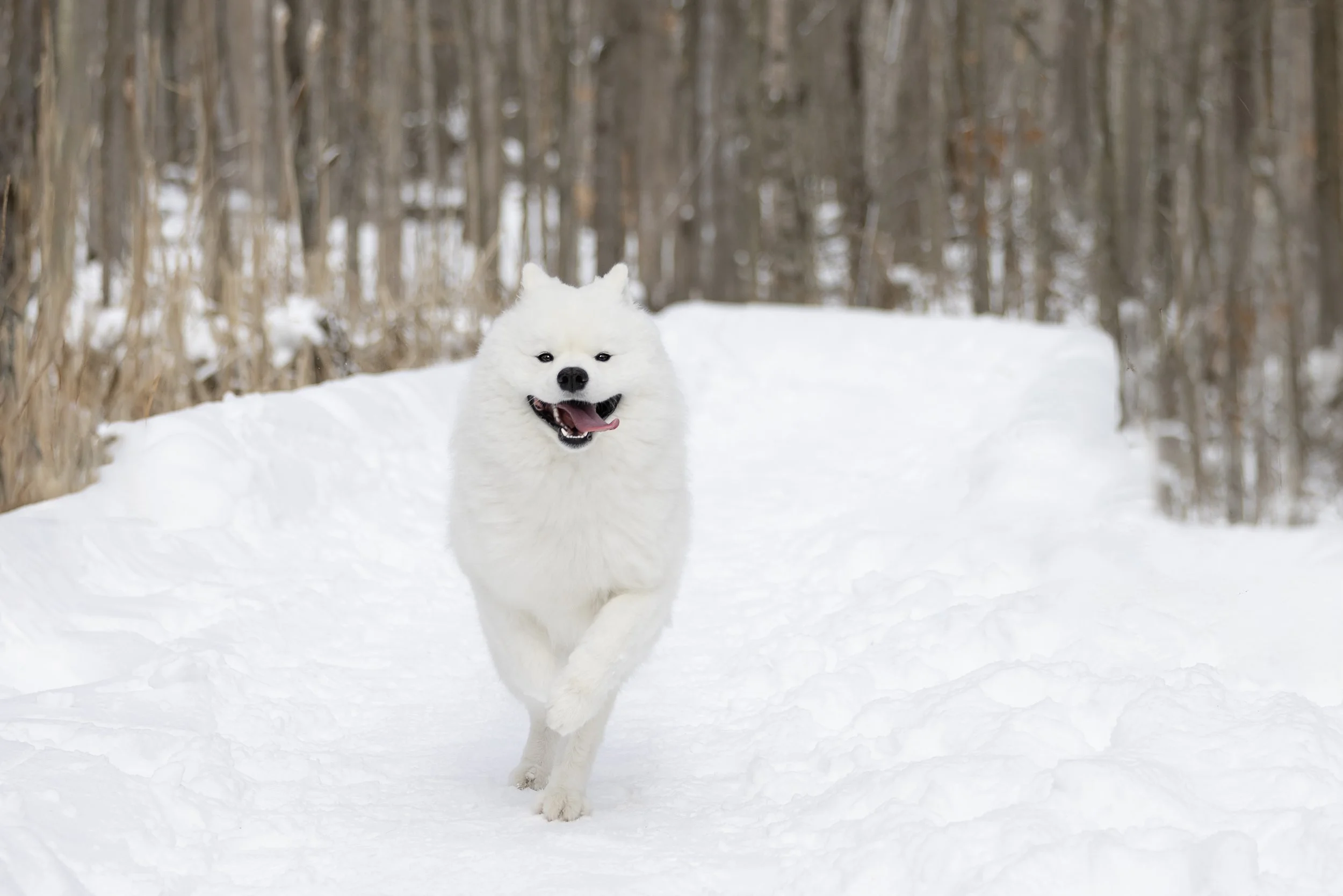 Dog & Pet photography