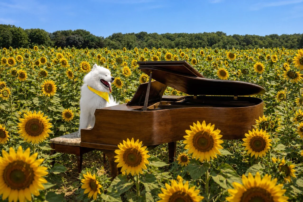 Rafael_piano farm_Web_sam_majedi_web.jpg