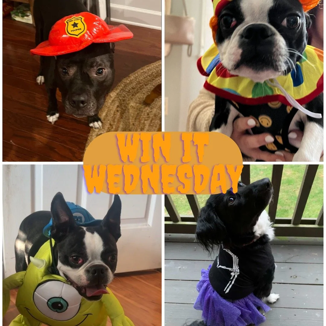 π Win It Wednesday is HERE! π We're giving away a spooky surprise basket to one lucky winner and their pet! πΎπ»
To enter:
Post a pic of your pet in costume to your story πΈ
Tag @midtownwku so we can see the cuteness! πΆπ¦π±
Winner announced th