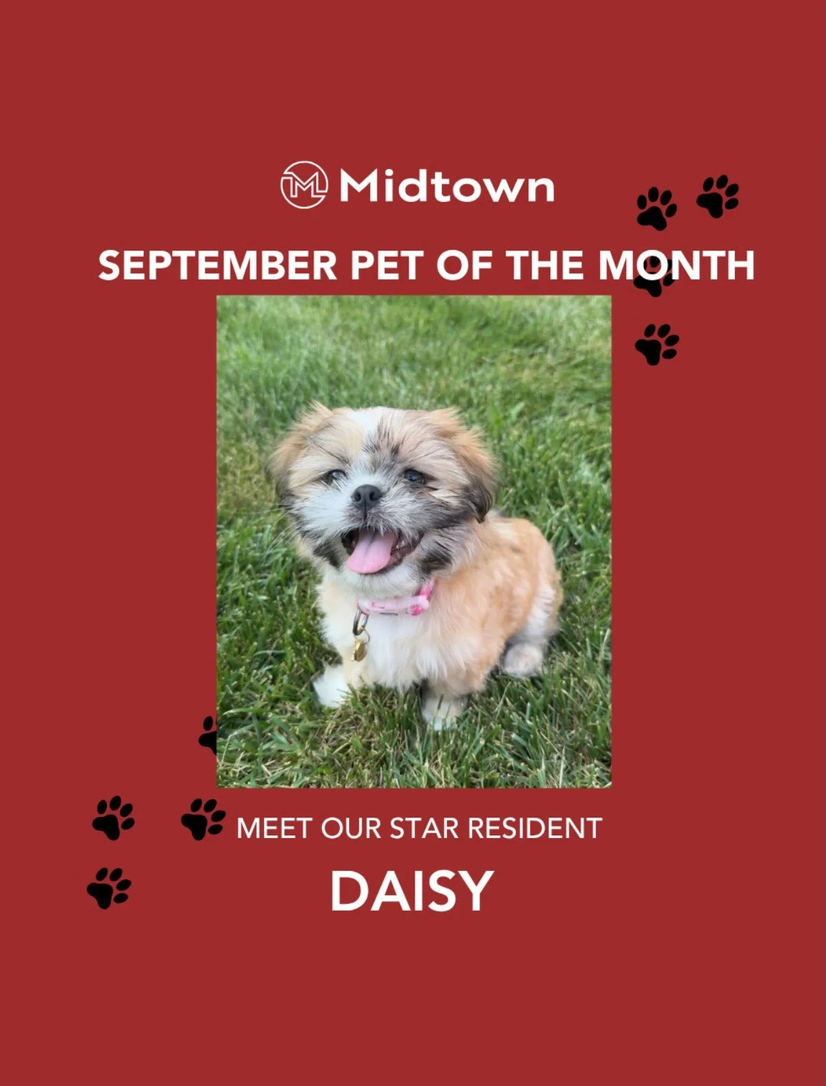 ✨September Pet of the Month✨  Everyone say congratulations to DAISY for being Midtown&rsquo;s pet of the month! If you see Daisy around make sure to say hello! If you would like your pet to be pet of the month DM us to have them entered to win🐾 #pet