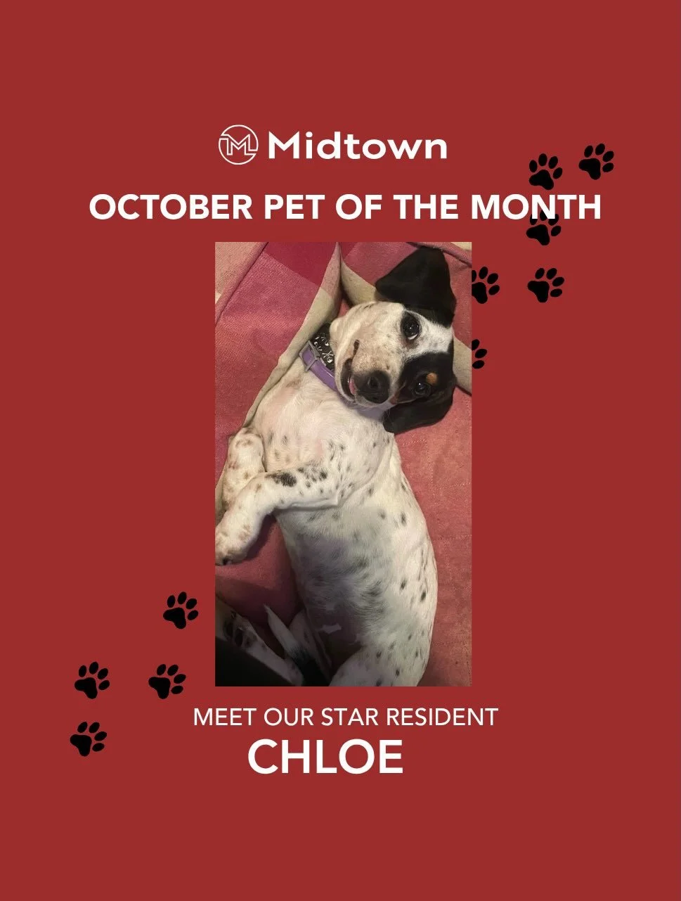 🦴October Pet of the Month is Chloe🦴 If you see Chloe around Midtown make sure to say hi!! If you would like your pet to be entered into our pet of the month DM us to enter! 🐾 #midtownbg #petofthemonth #livethelife