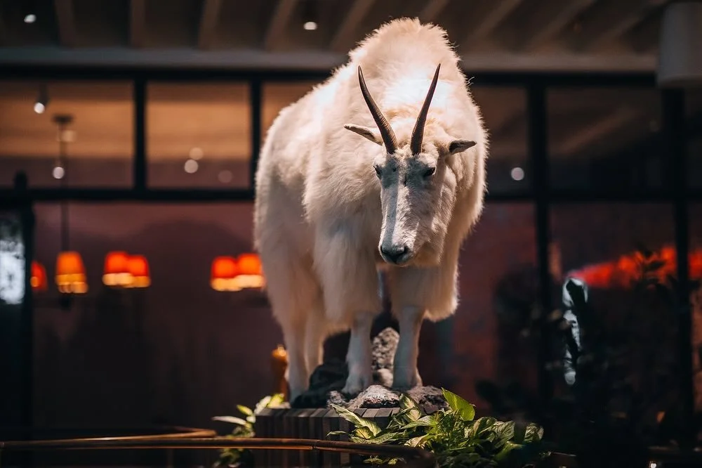 A few more of @avize.atl 
We shifted the built in banquettes around to create a home for Avize&rsquo;s mascot (name TBD) to hold court and anchor the room. He&rsquo;s amazing- and real. He&rsquo;s just one of the small Alpine details layered within t