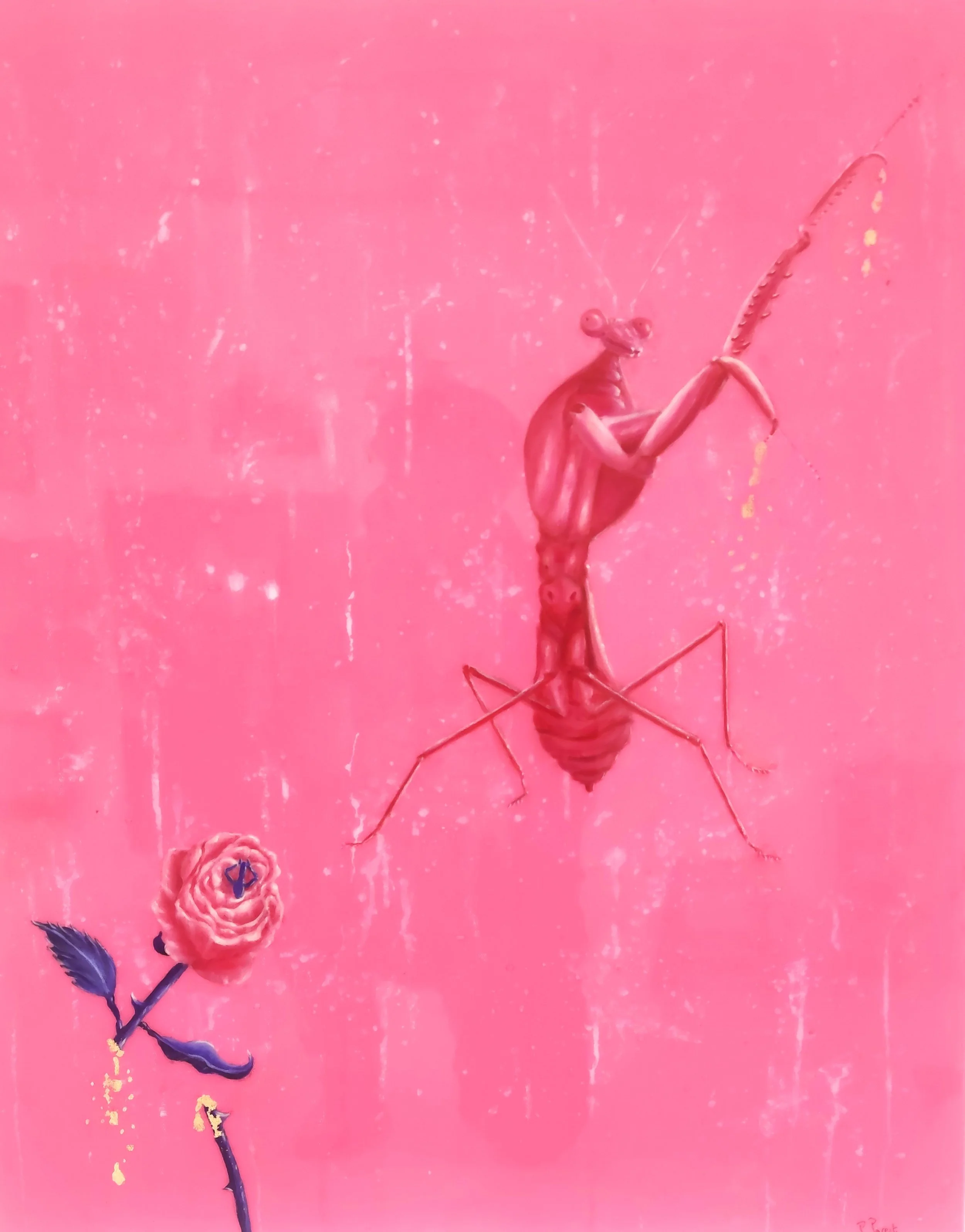 Pink Mantis
