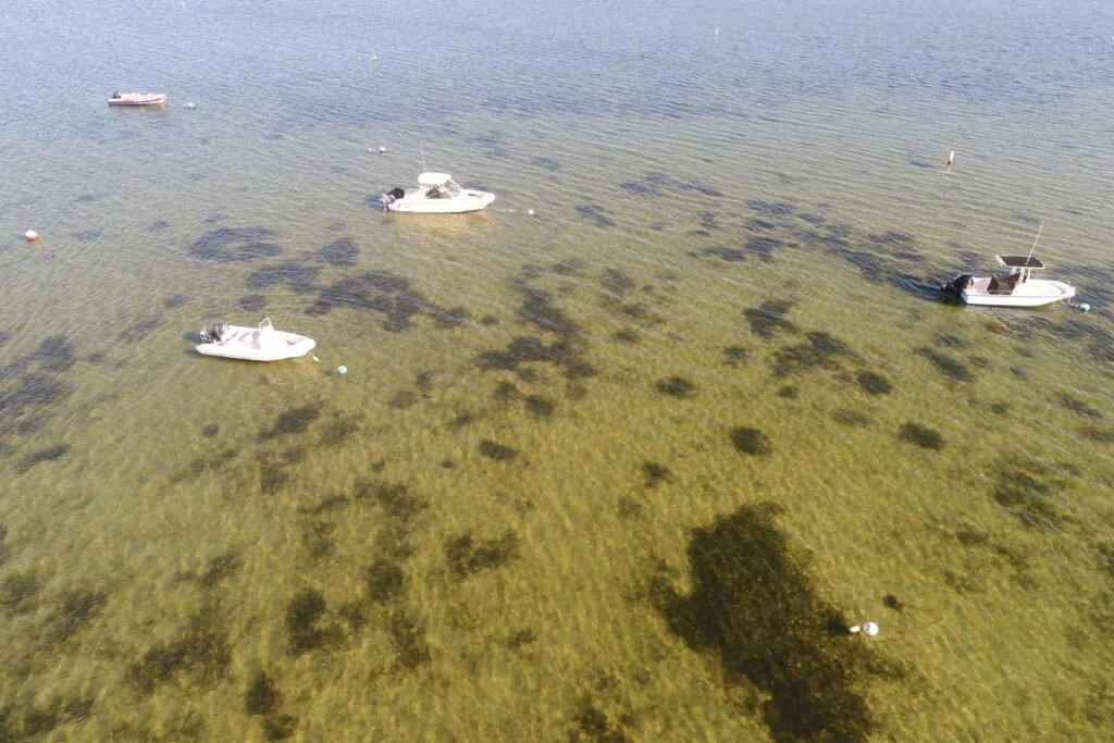 Eelgrass Restoration Monitoring