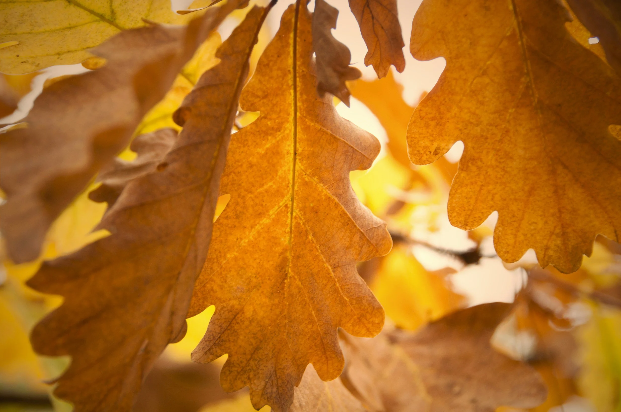 Lapham Peak - Fall Walk + Tea