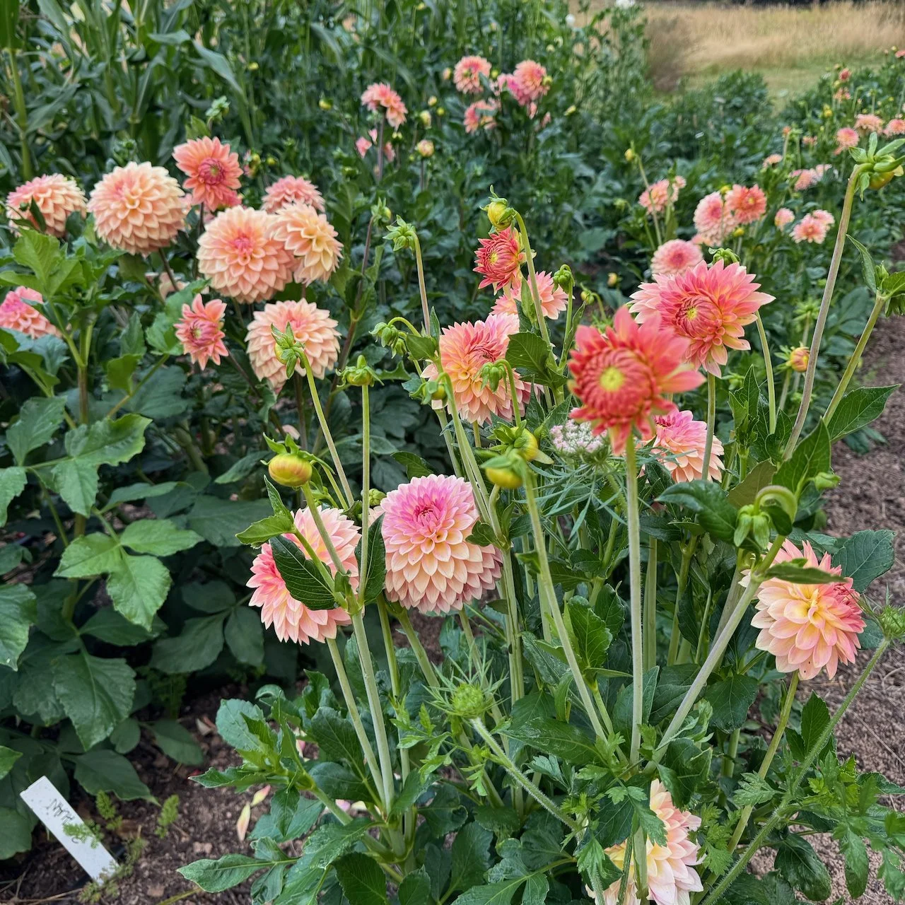 Oreti Adele dahlias in peach and coral blooming in the Farm53 Flowers field in Shelton, Washington, with more dahlias in the rows behind.