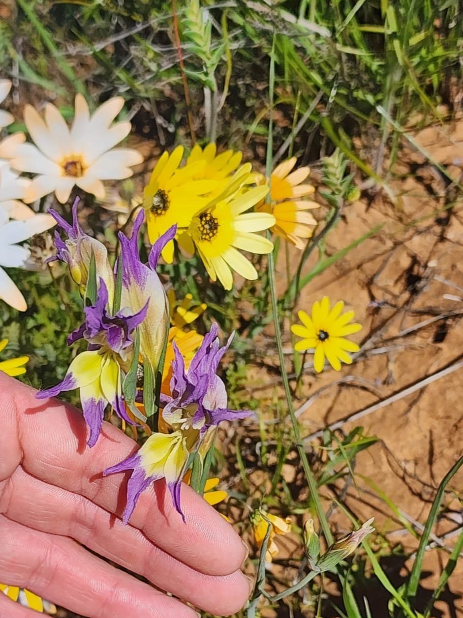 Hand holding purple and yellow flowers among daisies in a garden setting.