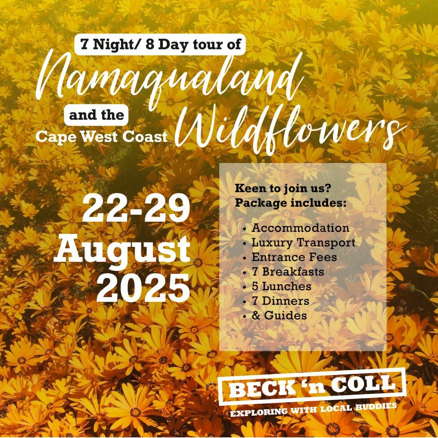 Experience the Namaqualand and Cape West Coast wildflower bloom this August — a once-a-year spectacle where the desert bursts into a vibrant sea of colour. ๐ฟโจ
๐ผ Take your pick for one of two unforgettable tours:
- 4-night tour: 17 – 21