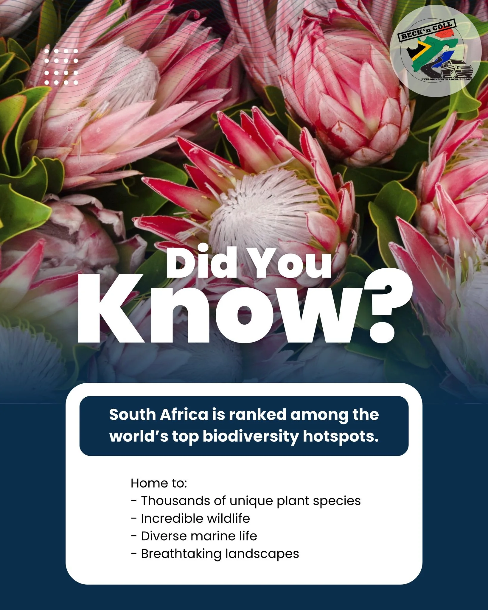 South Africa isn&rsquo;t just beautiful, it&rsquo;s one of the most biologically diverse places on Earth.

Our land is full of dramatic coastlines, bushveld sunsets, wildflower blooms and mountain ranges; we sometimes forget just how much natural bea