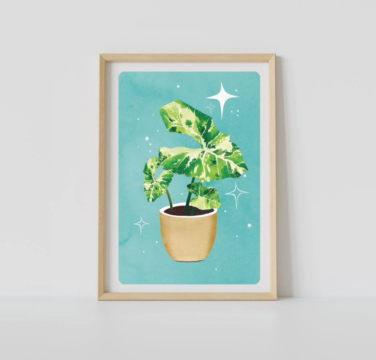 alocasia var.jpg