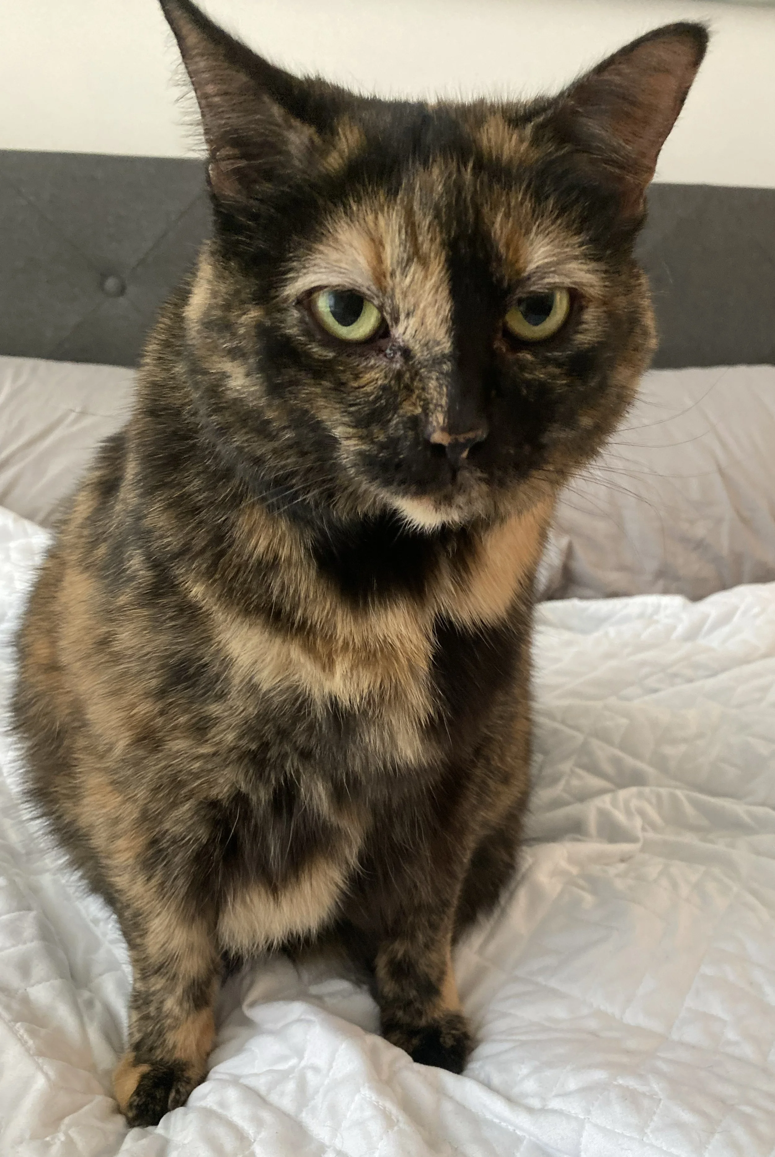 Tortoiseshell cat sitting on a white quilted bed.