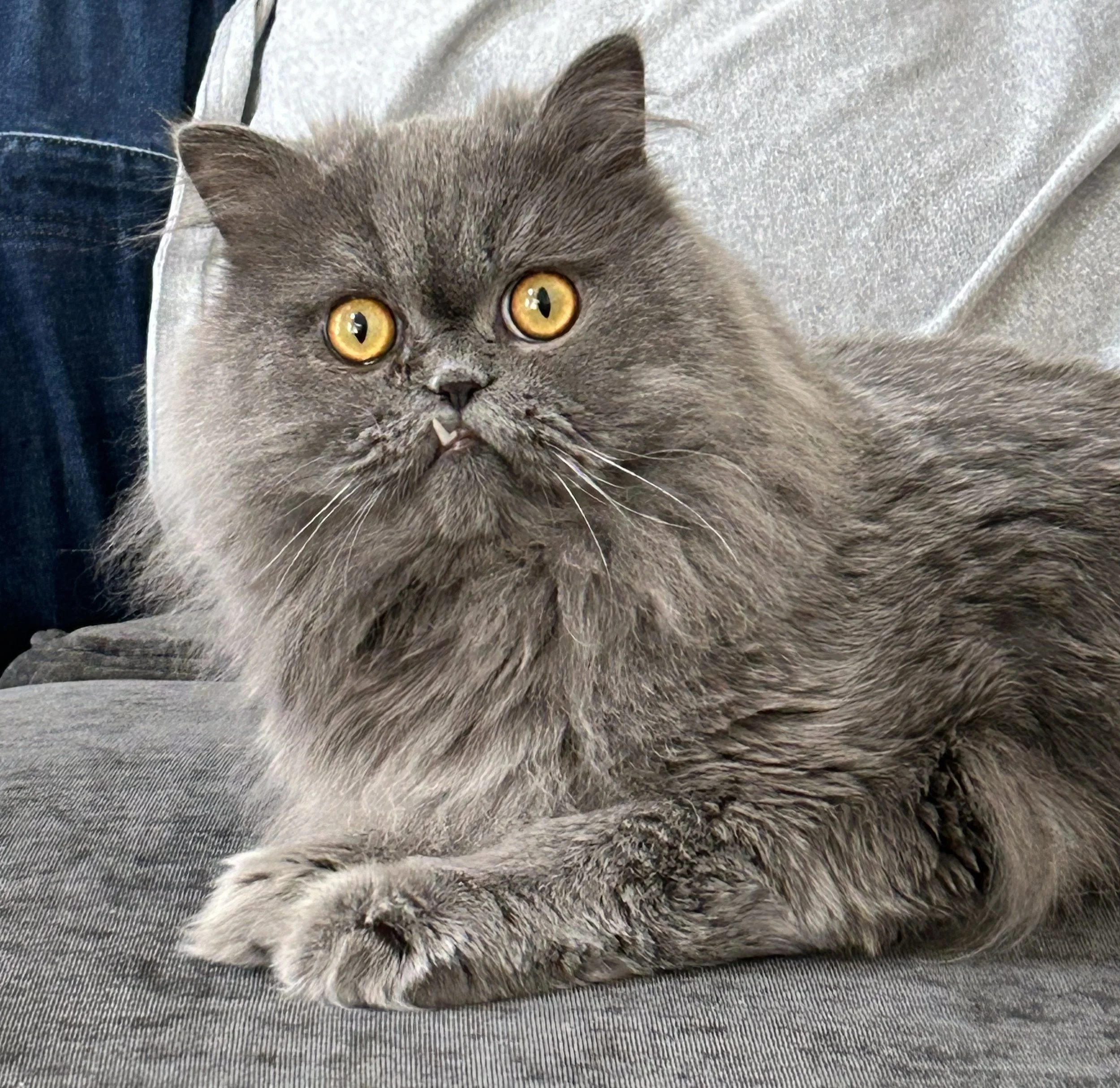 A fluffy gray cat with amber eyes lying on a gray fabric surface, with a person in the background wearing jeans and a gray sweatshirt.