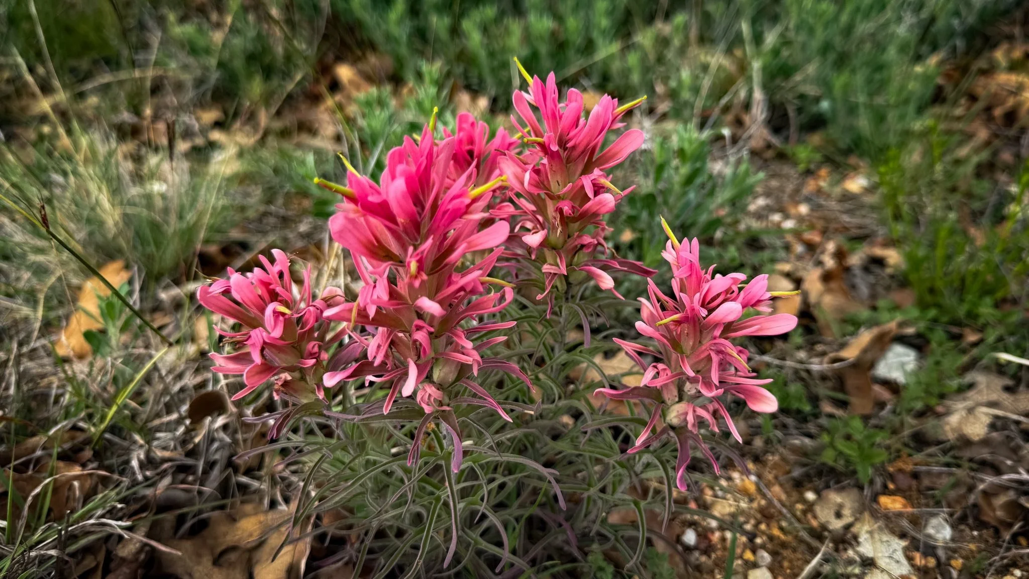 flowers &amp; Stories