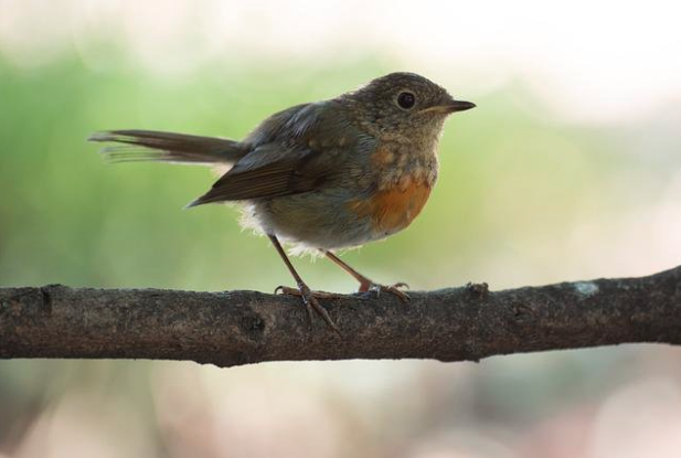 Tenacious Little Robin