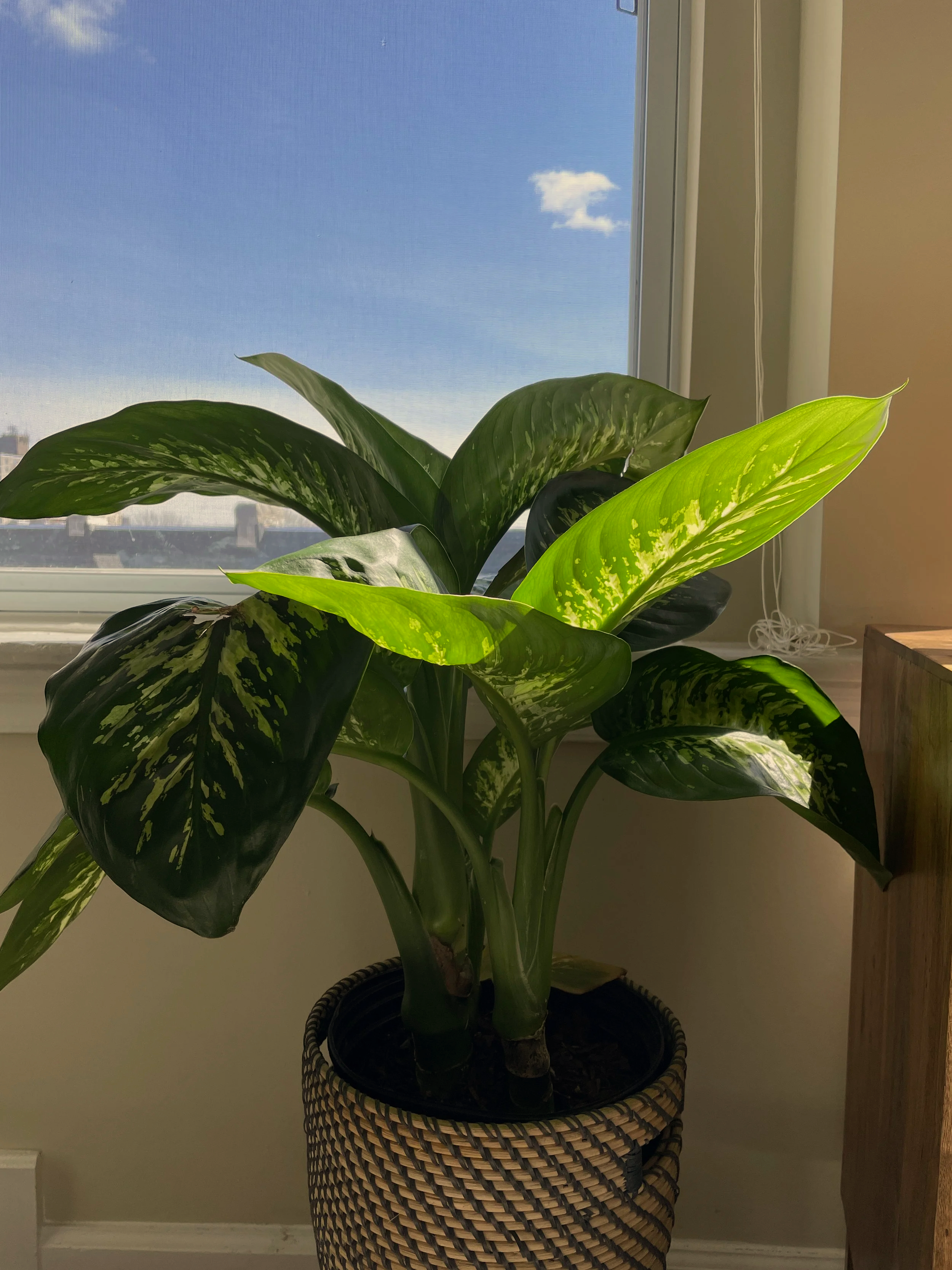 A potted houseplant with large green leaves sitting on the floor by a window with a view of blue sky and a small cloud.