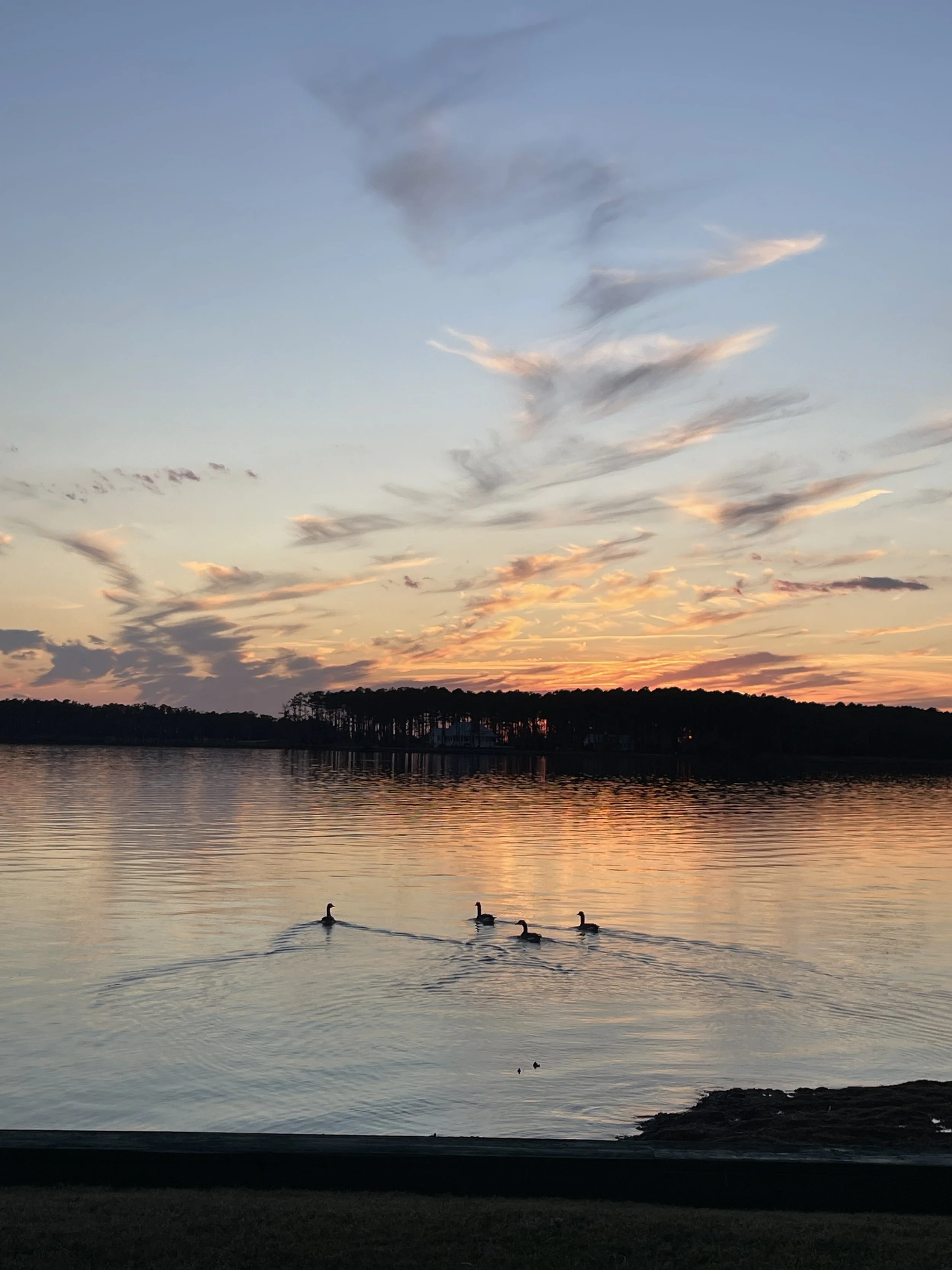 A calm lake at sunset with soft clouds in the sky, trees along the horizon, and a small group of birds swimming together across the water.