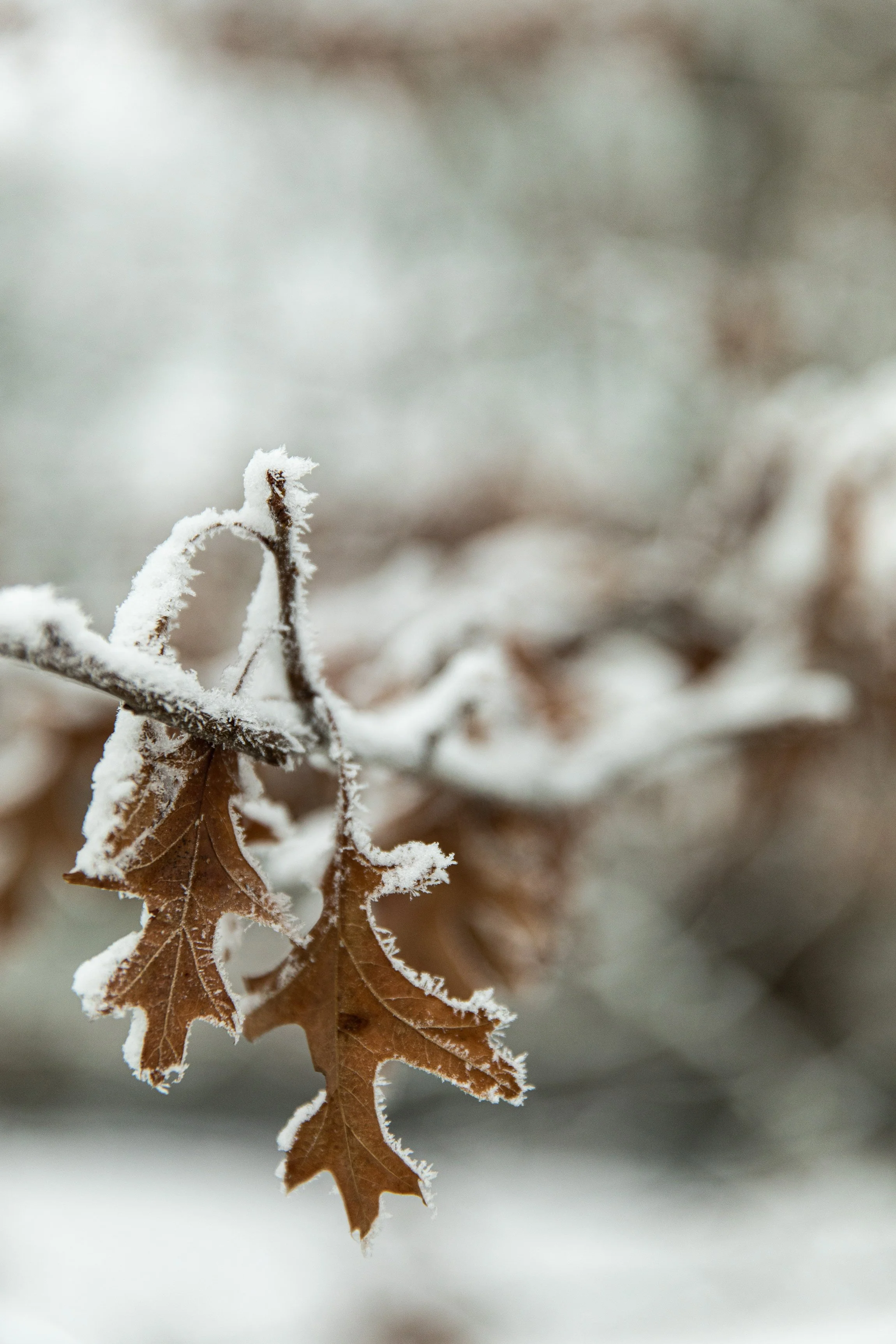 Close-up of brown maple leaves covered in frost with a blurred winter background.