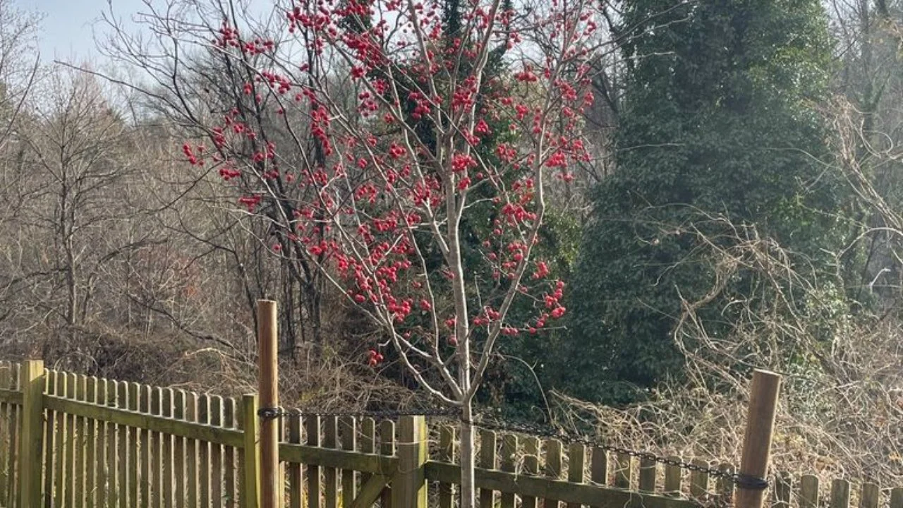 Small tree with bright red berries standing in a yard near a wooden fence, surrounded by bare winter trees and greenery.