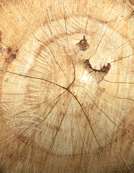 Close-up of tree rings showing cracks and growth lines, symbolizing resilience and survival over time.