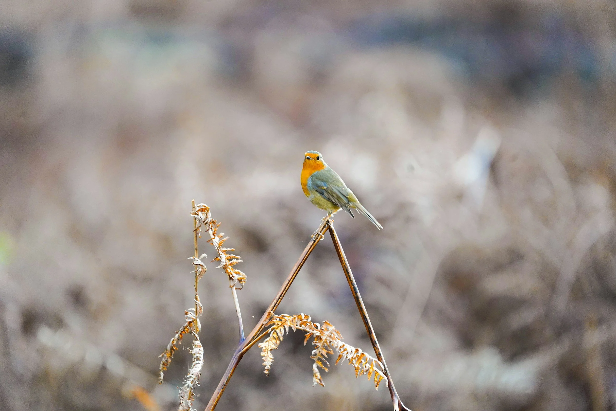 Bird Watching Walk